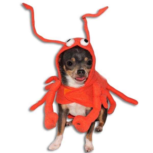 Dog Family Costumes - Chefs & Butter + Lobster - A Beautiful Mess