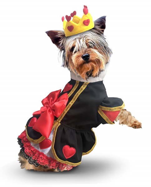 11 royal coronation costumes for dogs for a pawfect celebration